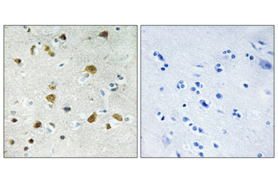 Immunohistochemistry - Anti-RPL34 Antibody (C14172) - Antibodies.com