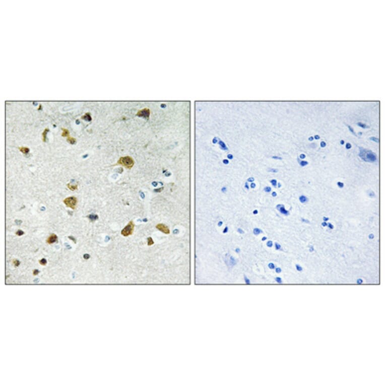 Immunohistochemistry - Anti-RPL34 Antibody (C14172) - Antibodies.com