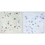 Immunohistochemistry - Anti-RPL34 Antibody (C14172) - Antibodies.com