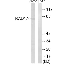 Western Blot - Anti-RAD17 Antibody (B0085) - Antibodies.com
