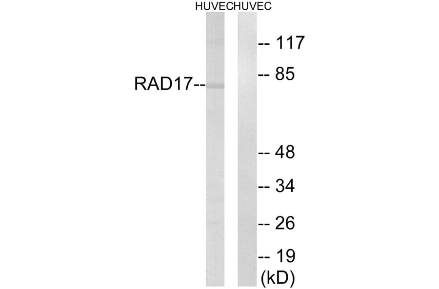 Western Blot - Anti-RAD17 Antibody (B0085) - Antibodies.com
