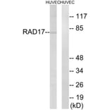 Western Blot - Anti-RAD17 Antibody (B0085) - Antibodies.com