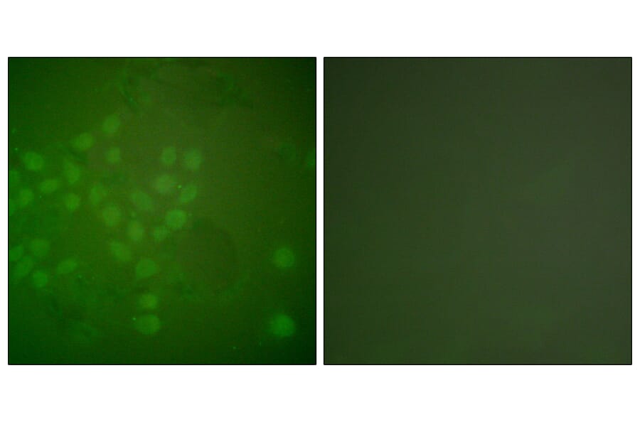 Immunofluorescence - Anti-RAD17 Antibody (B0085) - Antibodies.com