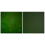 Immunofluorescence - Anti-RAD17 Antibody (B0085) - Antibodies.com