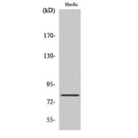 Western Blot - Anti-RAD17 Antibody (B0085) - Antibodies.com