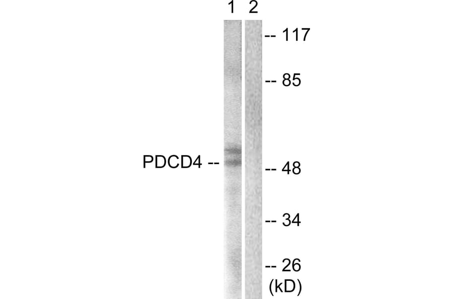 Western Blot - Anti-PDCD4 Antibody (B1175) - Antibodies.com