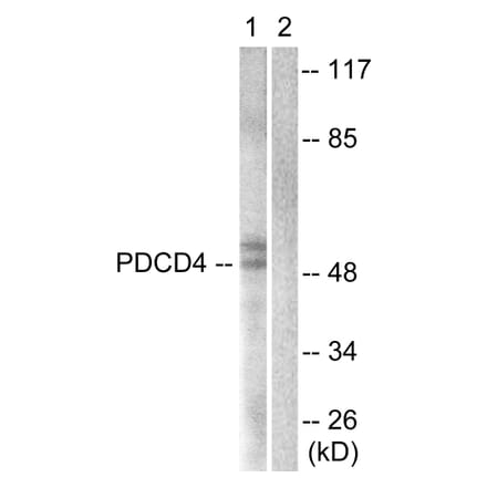 Western Blot - Anti-PDCD4 Antibody (B1175) - Antibodies.com