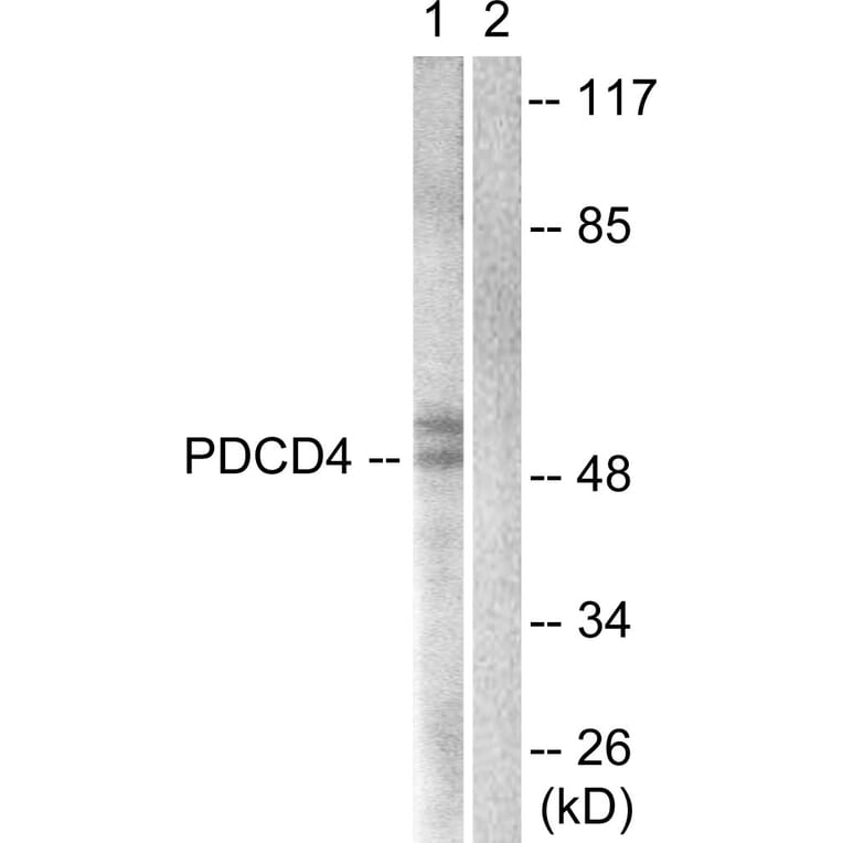 Western Blot - Anti-PDCD4 Antibody (B1175) - Antibodies.com