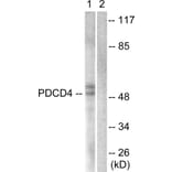 Western Blot - Anti-PDCD4 Antibody (B1175) - Antibodies.com