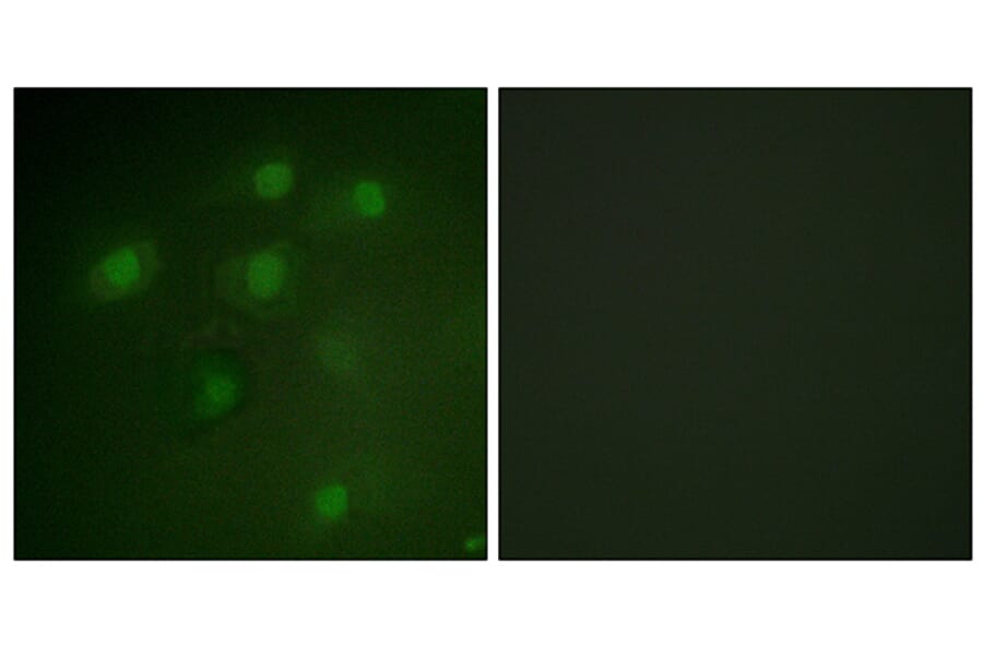 Immunofluorescence - Anti-PDCD4 Antibody (B1175) - Antibodies.com