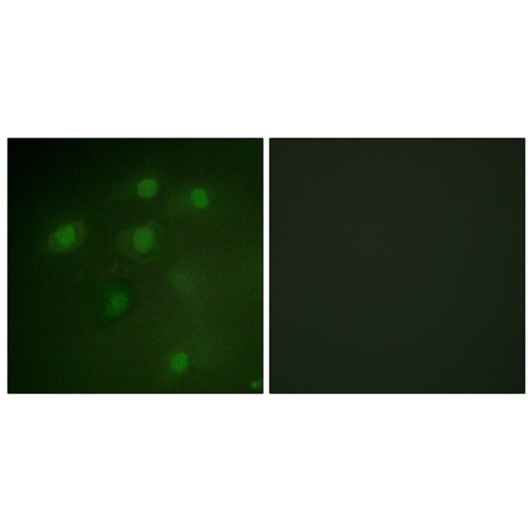 Immunofluorescence - Anti-PDCD4 Antibody (B1175) - Antibodies.com