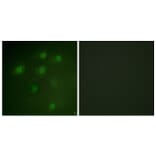 Immunofluorescence - Anti-PDCD4 Antibody (B1175) - Antibodies.com