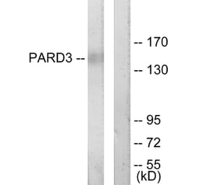 Western Blot - Anti-PARD3 Antibody (C11397) - Antibodies.com