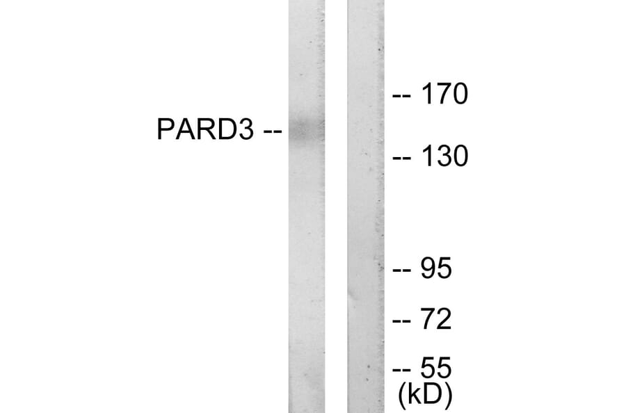 Western Blot - Anti-PARD3 Antibody (C11397) - Antibodies.com