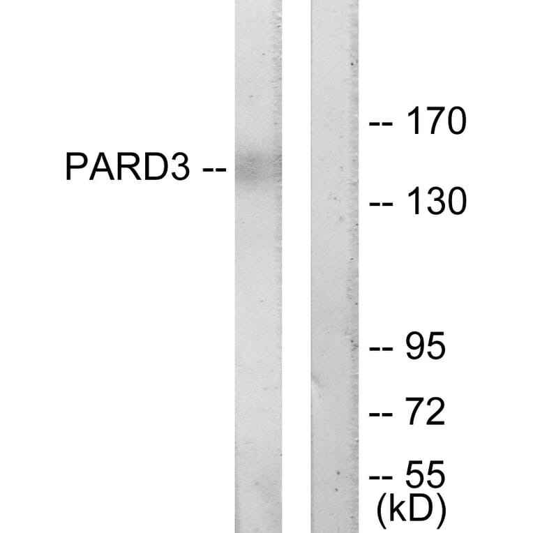 Western Blot - Anti-PARD3 Antibody (C11397) - Antibodies.com