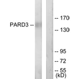 Western Blot - Anti-PARD3 Antibody (C11397) - Antibodies.com