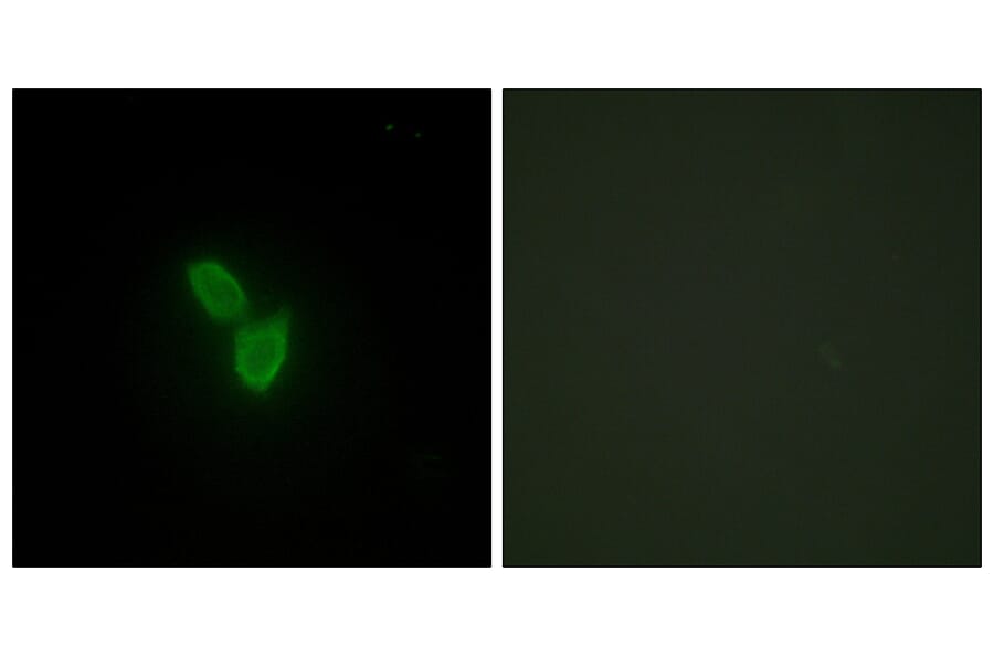 Immunofluorescence - Anti-PARD3 Antibody (C11397) - Antibodies.com