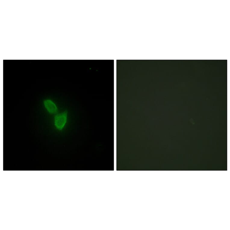 Immunofluorescence - Anti-PARD3 Antibody (C11397) - Antibodies.com