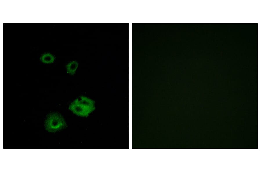 Immunofluorescence - Anti-NPY2R Antibody (G410) - Antibodies.com