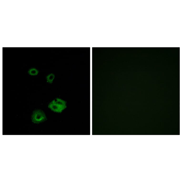 Immunofluorescence - Anti-NPY2R Antibody (G410) - Antibodies.com