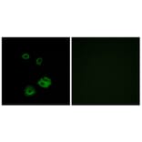 Immunofluorescence - Anti-NPY2R Antibody (G410) - Antibodies.com