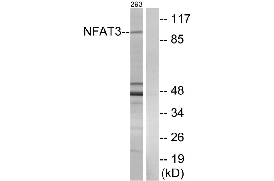 Western Blot - Anti-NFAT3 Antibody (B0521) - Antibodies.com