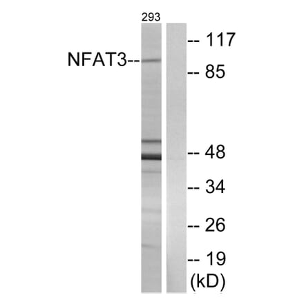 Western Blot - Anti-NFAT3 Antibody (B0521) - Antibodies.com