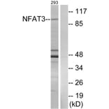 Western Blot - Anti-NFAT3 Antibody (B0521) - Antibodies.com