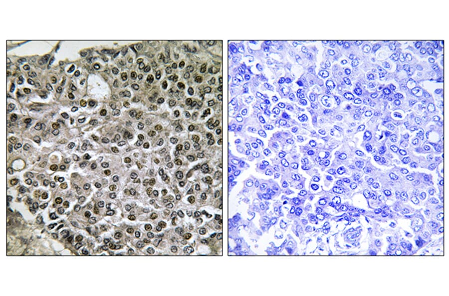 Immunohistochemistry - Anti-NFAT3 Antibody (B0521) - Antibodies.com