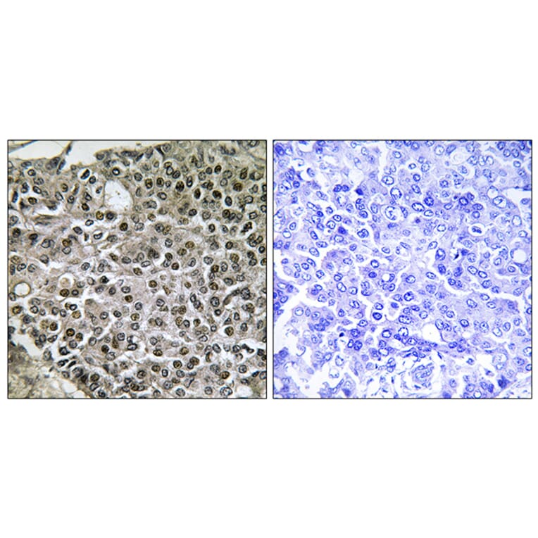 Immunohistochemistry - Anti-NFAT3 Antibody (B0521) - Antibodies.com