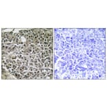 Immunohistochemistry - Anti-NFAT3 Antibody (B0521) - Antibodies.com