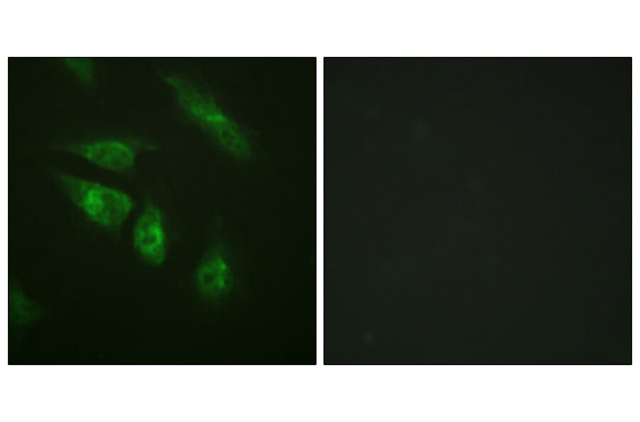 Immunofluorescence - Anti-NFAT3 Antibody (B0521) - Antibodies.com