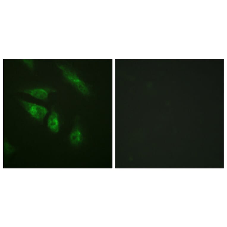 Immunofluorescence - Anti-NFAT3 Antibody (B0521) - Antibodies.com