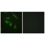 Immunofluorescence - Anti-NFAT3 Antibody (B0521) - Antibodies.com