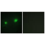 Immunofluorescence - Anti-MYST2 Antibody (C10221) - Antibodies.com