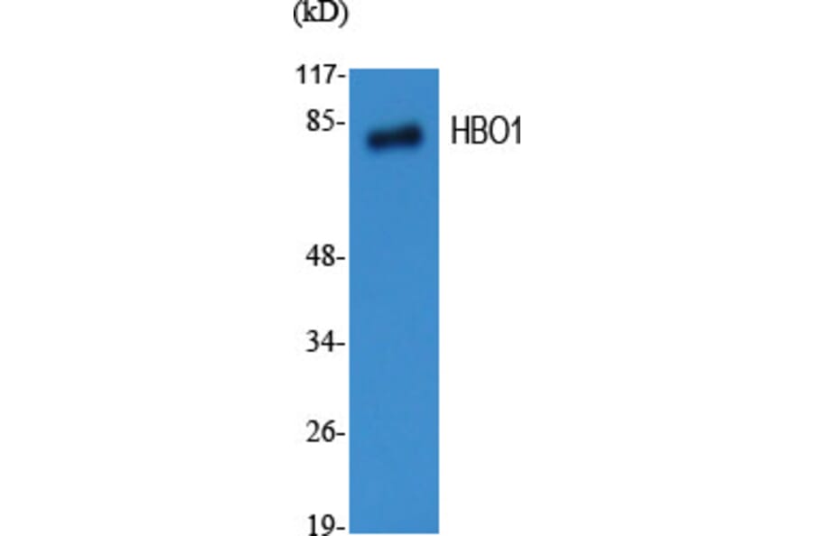 Western Blot - Anti-MYST2 Antibody (C10221) - Antibodies.com