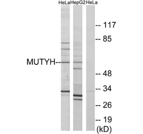 Western Blot - Anti-MUTYH Antibody (C13092) - Antibodies.com