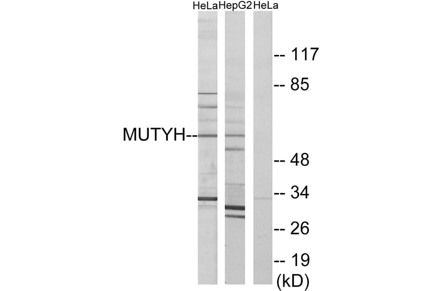 Western Blot - Anti-MUTYH Antibody (C13092) - Antibodies.com
