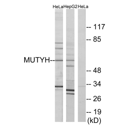 Western Blot - Anti-MUTYH Antibody (C13092) - Antibodies.com