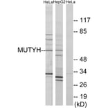 Western Blot - Anti-MUTYH Antibody (C13092) - Antibodies.com