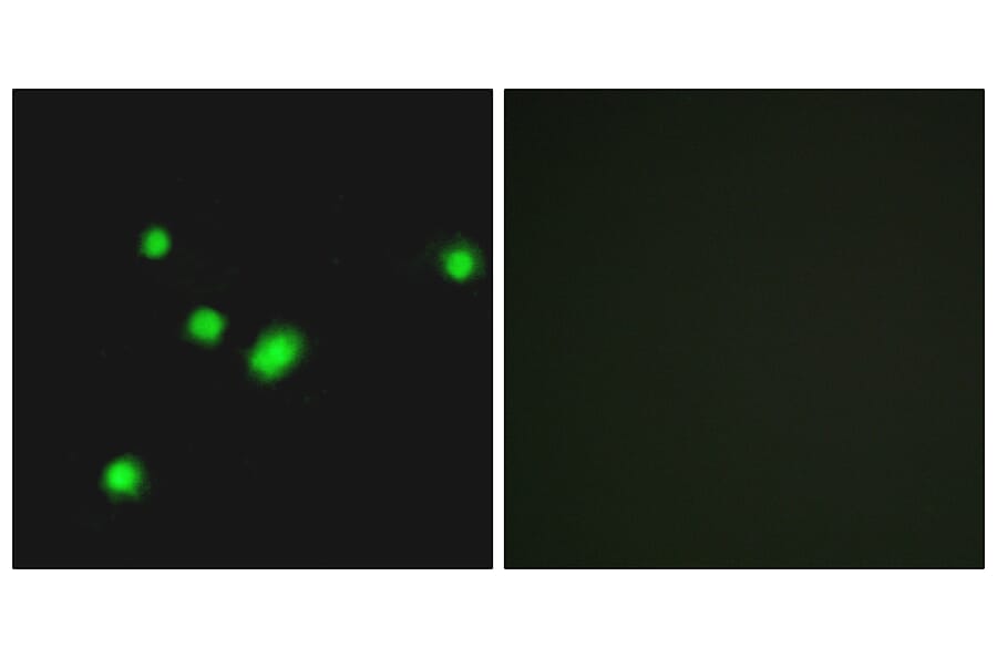 Immunofluorescence - Anti-MUTYH Antibody (C13092) - Antibodies.com