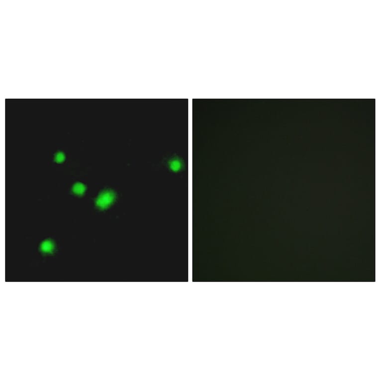 Immunofluorescence - Anti-MUTYH Antibody (C13092) - Antibodies.com