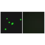 Immunofluorescence - Anti-MUTYH Antibody (C13092) - Antibodies.com