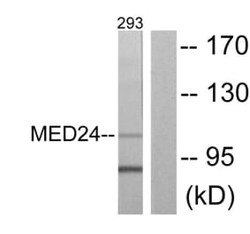 Western Blot - Anti-MED24 Antibody (C10176) - Antibodies.com