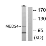 Western Blot - Anti-MED24 Antibody (C10176) - Antibodies.com