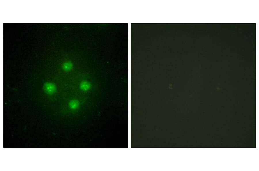 Immunofluorescence - Anti-MED24 Antibody (C10176) - Antibodies.com