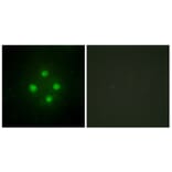 Immunofluorescence - Anti-MED24 Antibody (C10176) - Antibodies.com