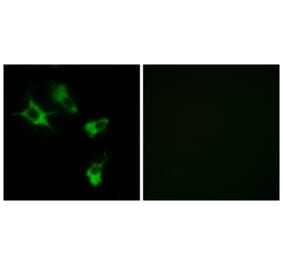 Immunofluorescence - Anti-MAST4 Antibody (C10066) - Antibodies.com