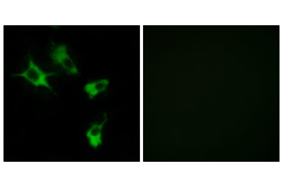 Immunofluorescence - Anti-MAST4 Antibody (C10066) - Antibodies.com