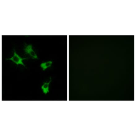 Immunofluorescence - Anti-MAST4 Antibody (C10066) - Antibodies.com